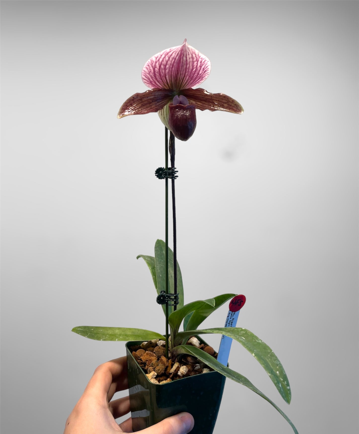 Paph. Night Song 4in