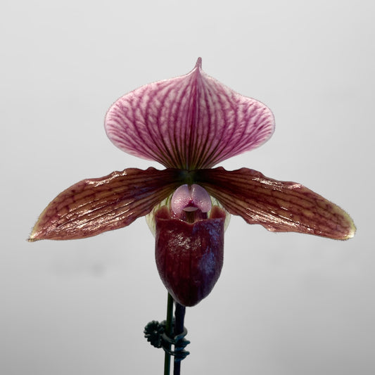 Paph. Night Song 4in