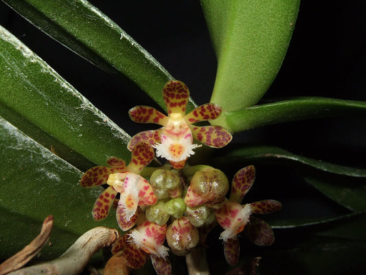 Gastrochilus sororius (mount)