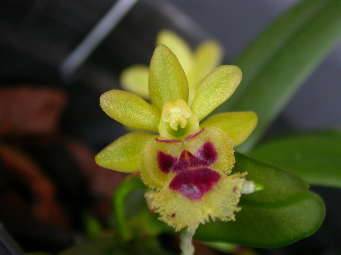 Haraella retrocalla (syn. Gastrochilus retrocallus) 3in