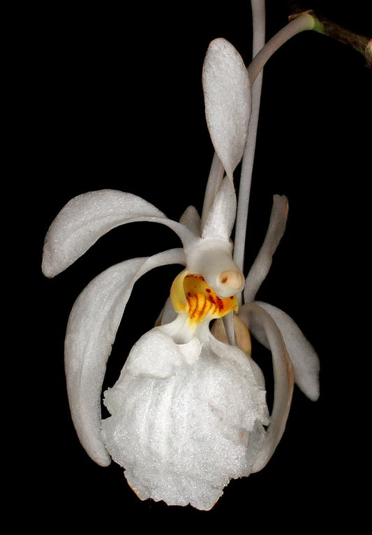 Holcoglossum subulifolium x sib 3in