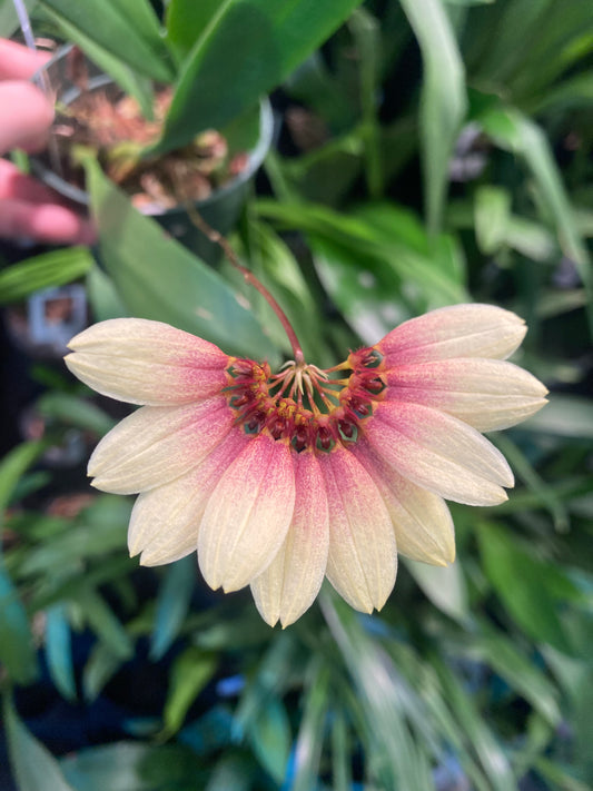 Bulbophyllum Daisy Chain 3in