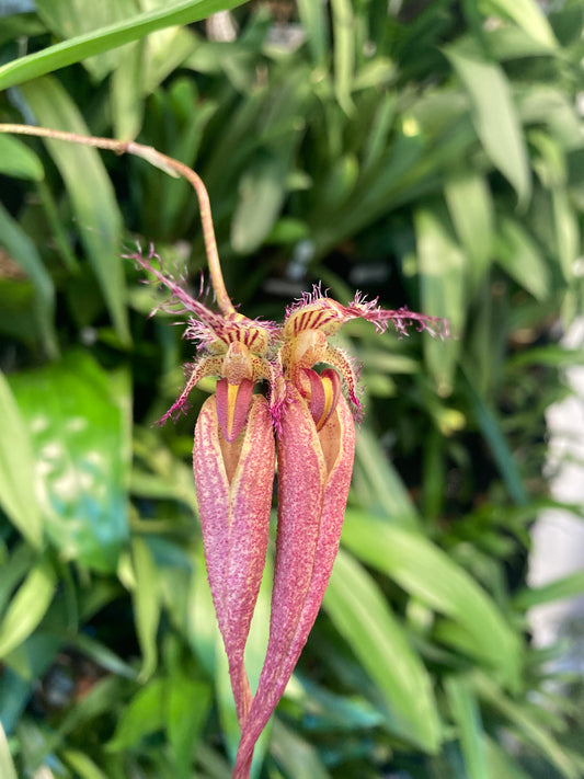 Bulbophyllum fascinator x longissimum 3in