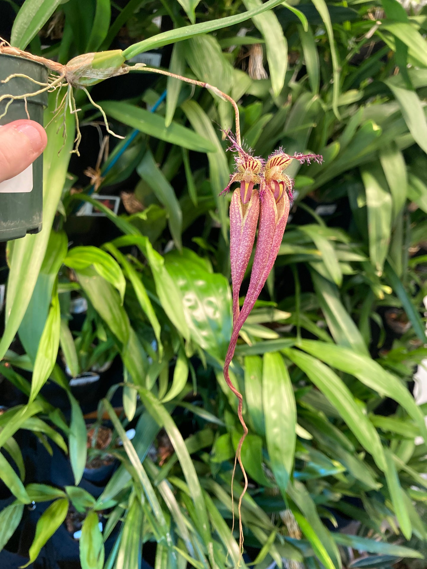 Bulbophyllum fascinator x longissimum 3in