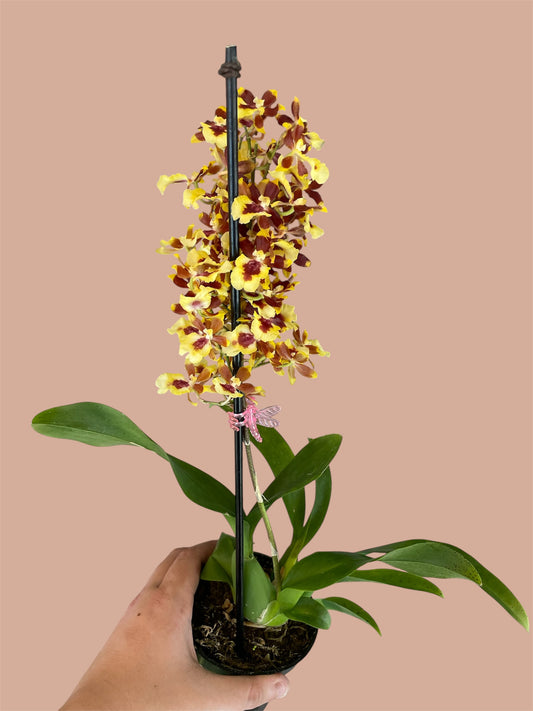 Oncidium 4in (Local Only)