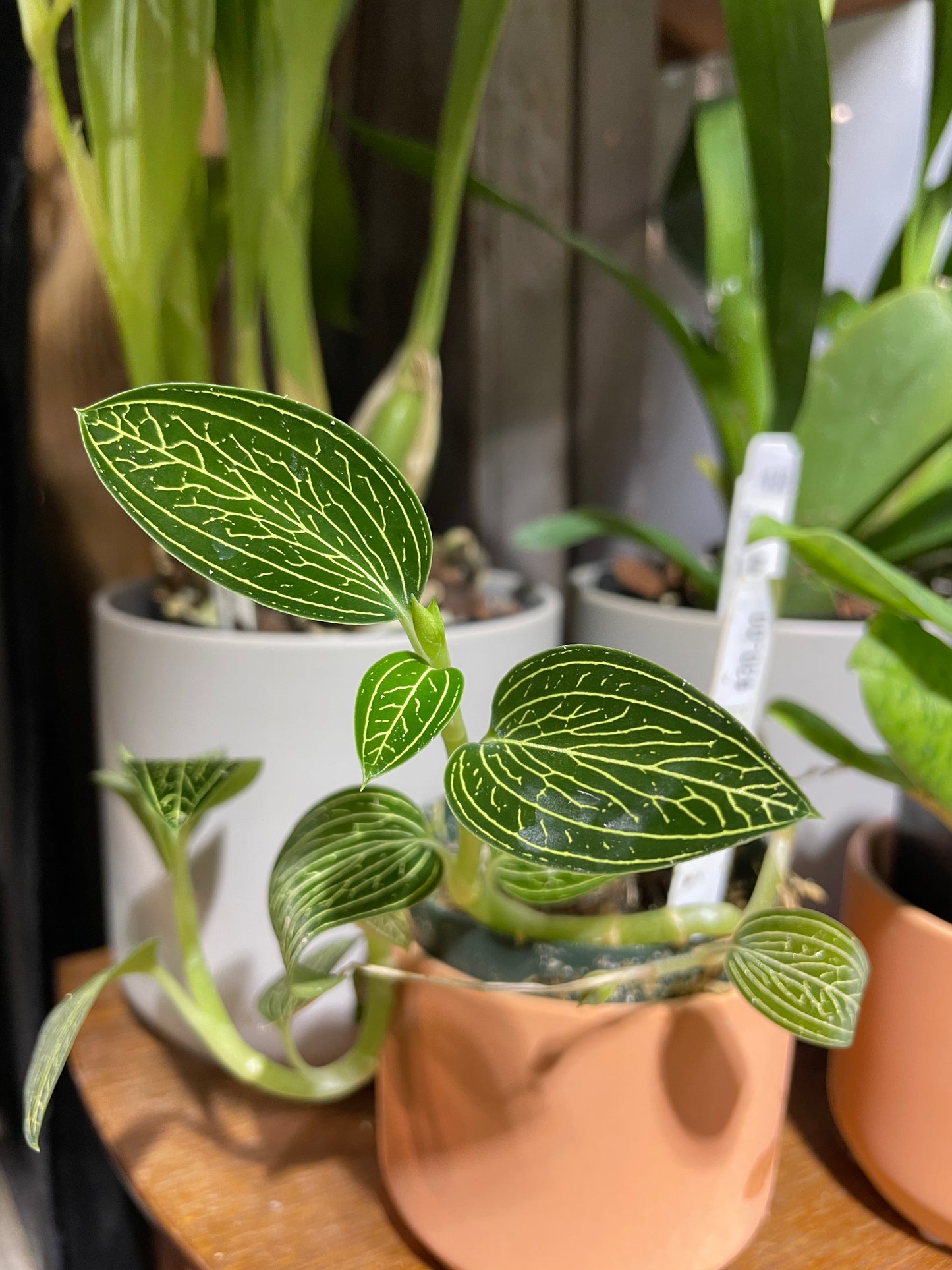 Ludisia discolor alba (Local Only)