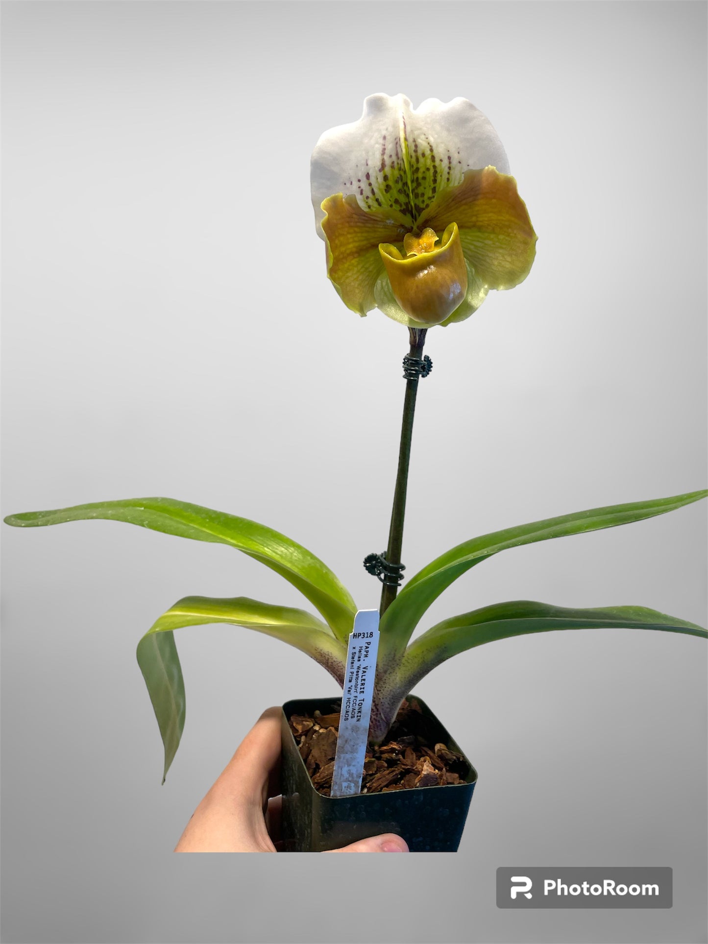 Paph. Valerie Tonkin 4in