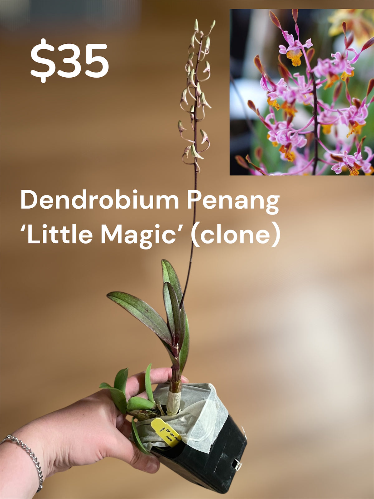 Dendrobium Penang ‘Little Magic’ 4in (Local Only)