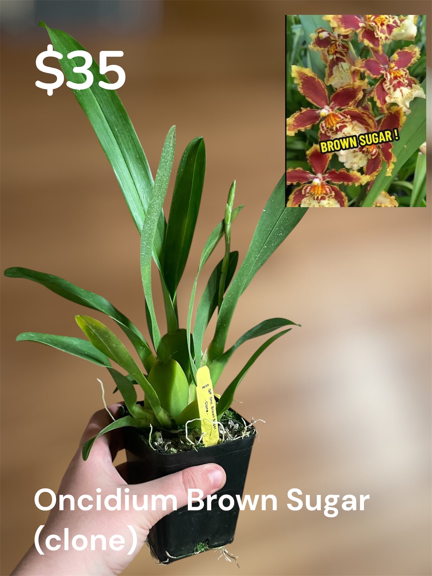 Oncidium Brown Sugar 4in (Local Only)
