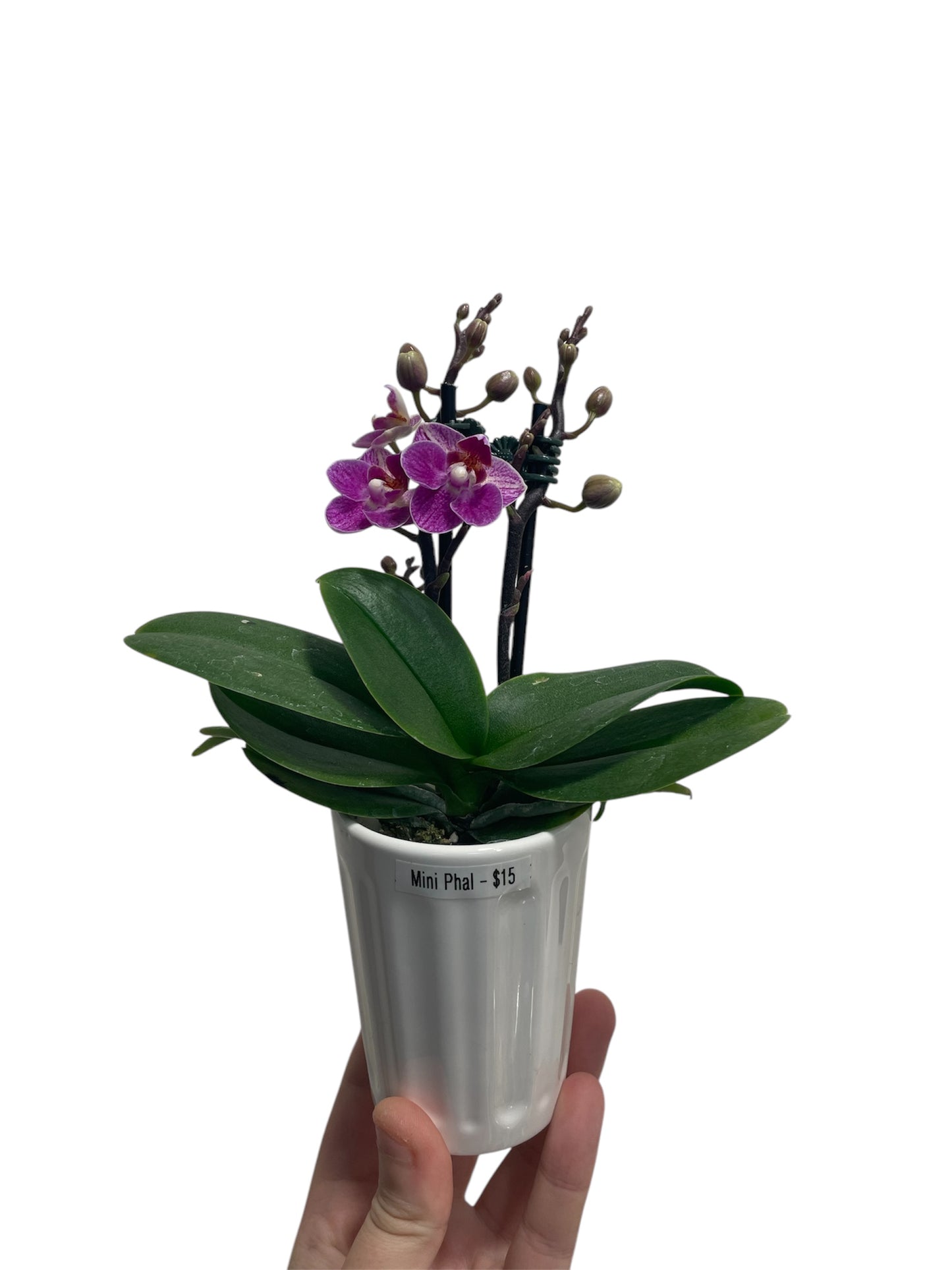 Mini Phal 2in