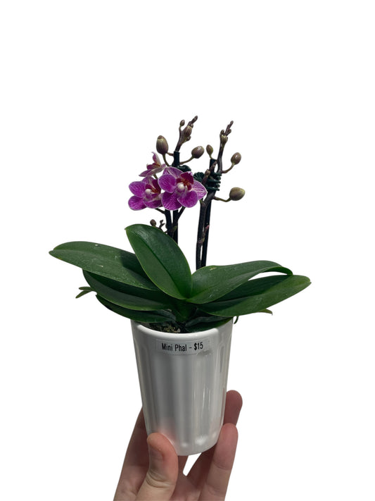 Mini Phal 2in