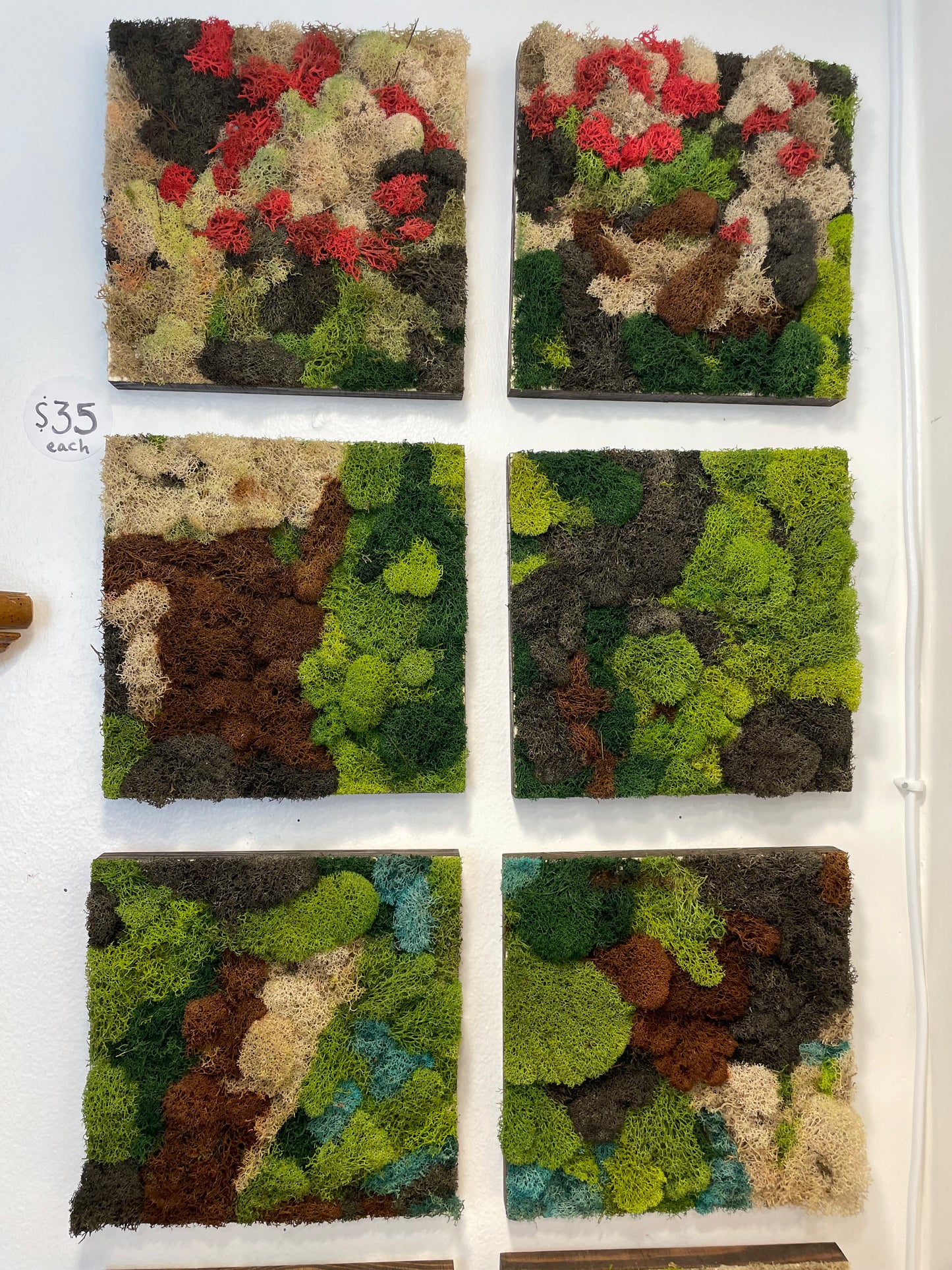 Small Moss Art (asstd 8.5”)