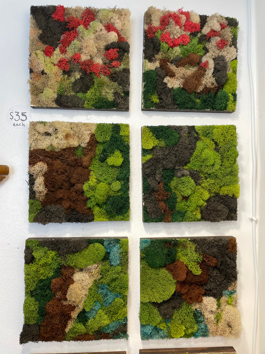 Small Moss Art (asstd 8.5”)