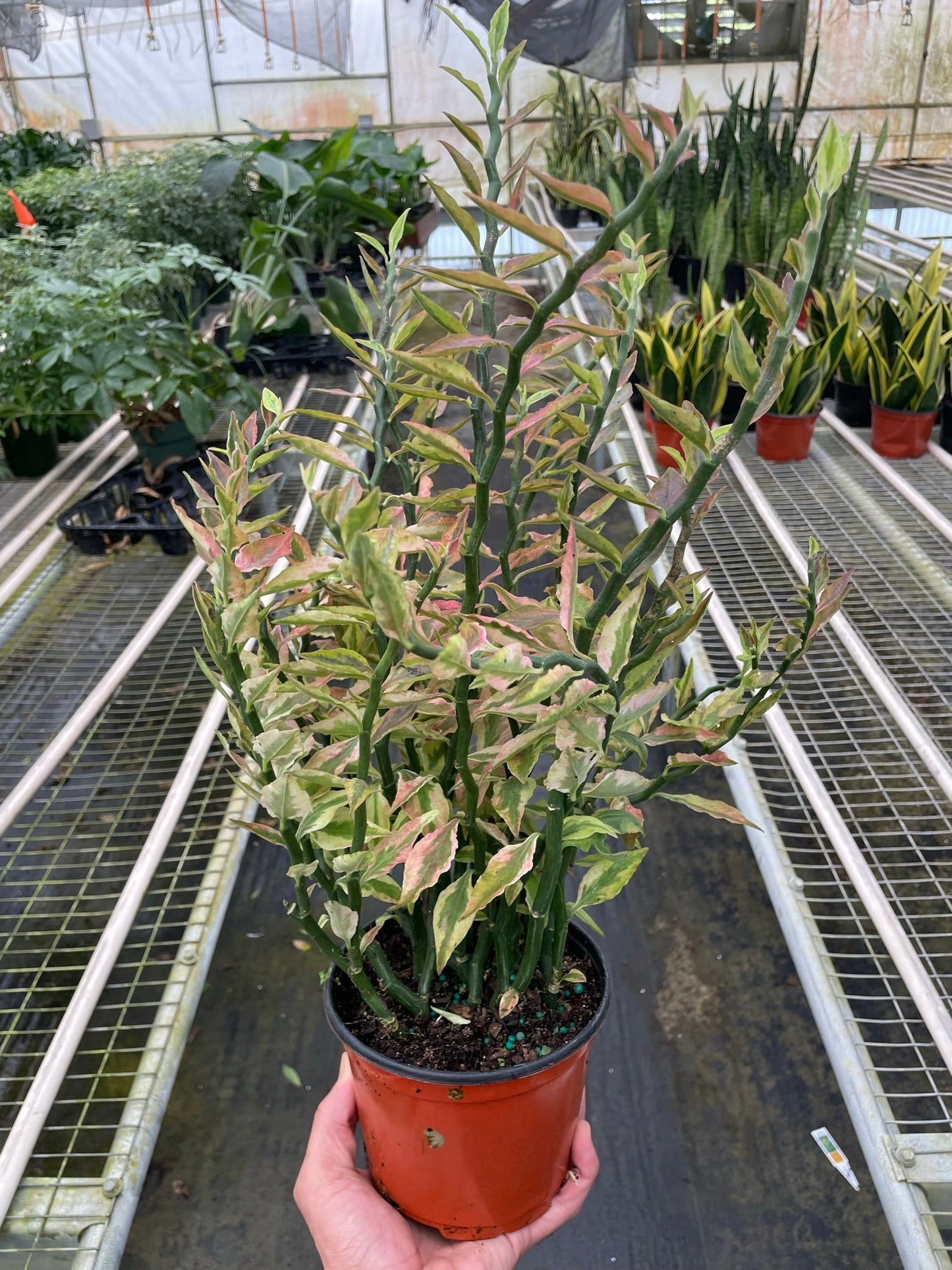 Variegated Devil's Backbone (Euphorbia)