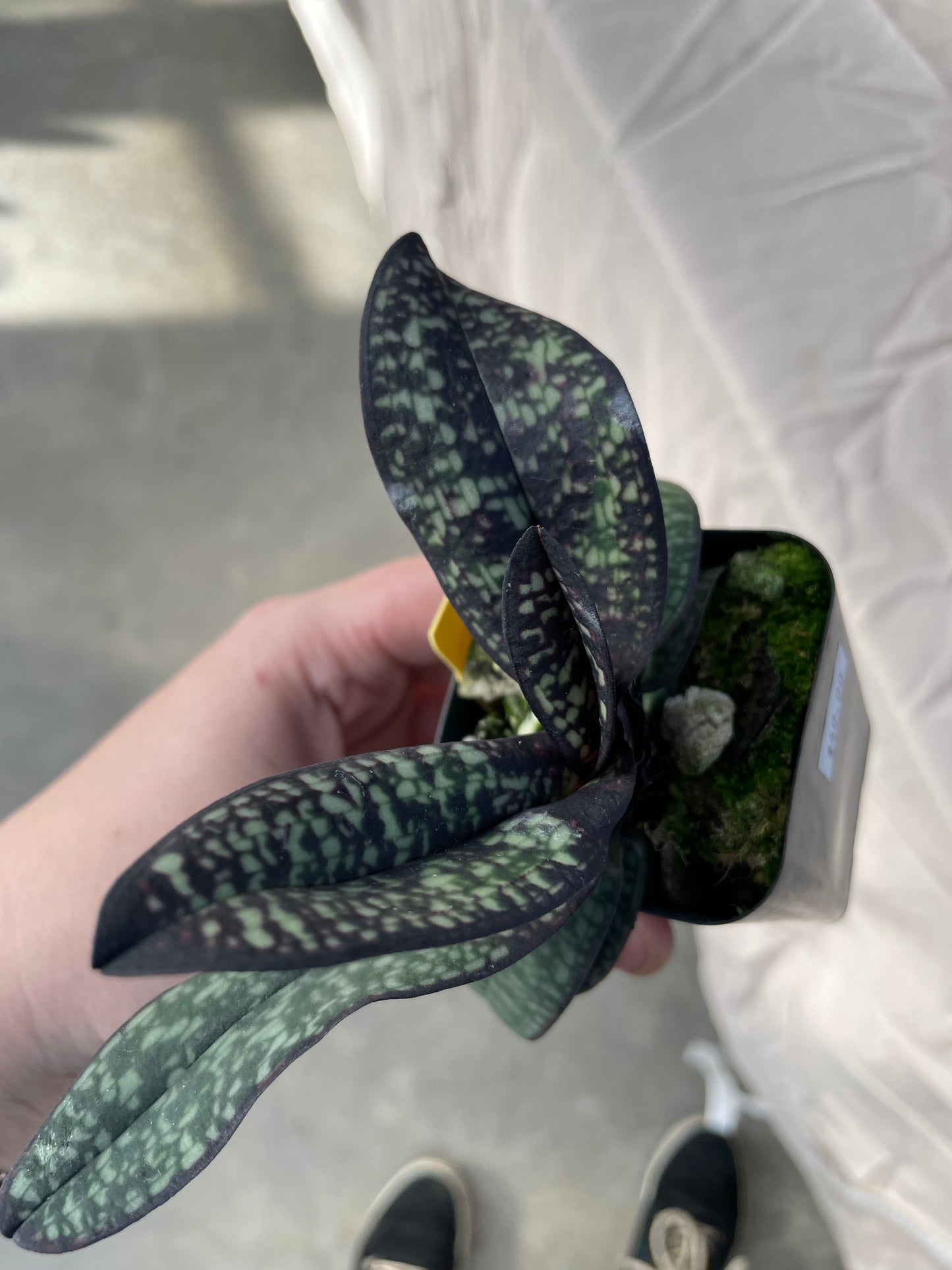 Paphiopedilum delenatii var. vinicolor 'Dark' 3in