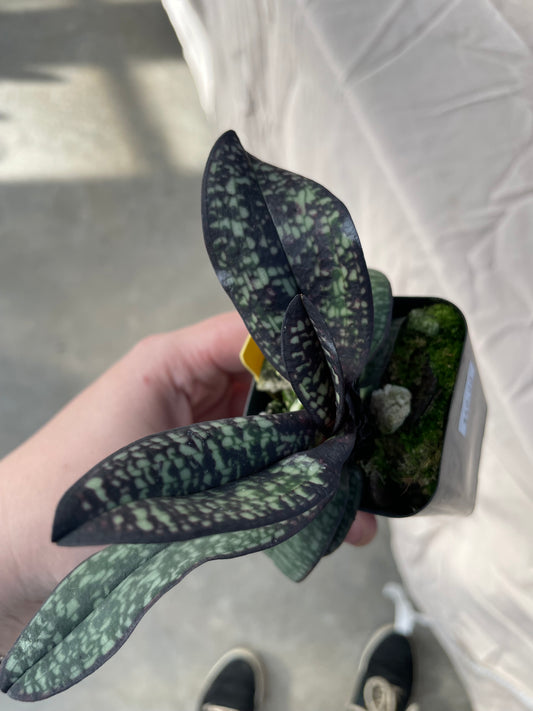Paphiopedilum delenatii var. vinicolor 'Dark' 3in