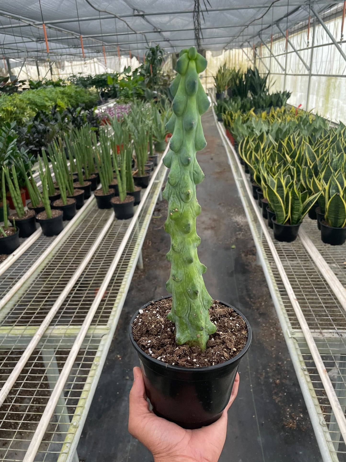 Boobie Cactus (Myrtillocactus geometrizans fukurokuryuzinboku)