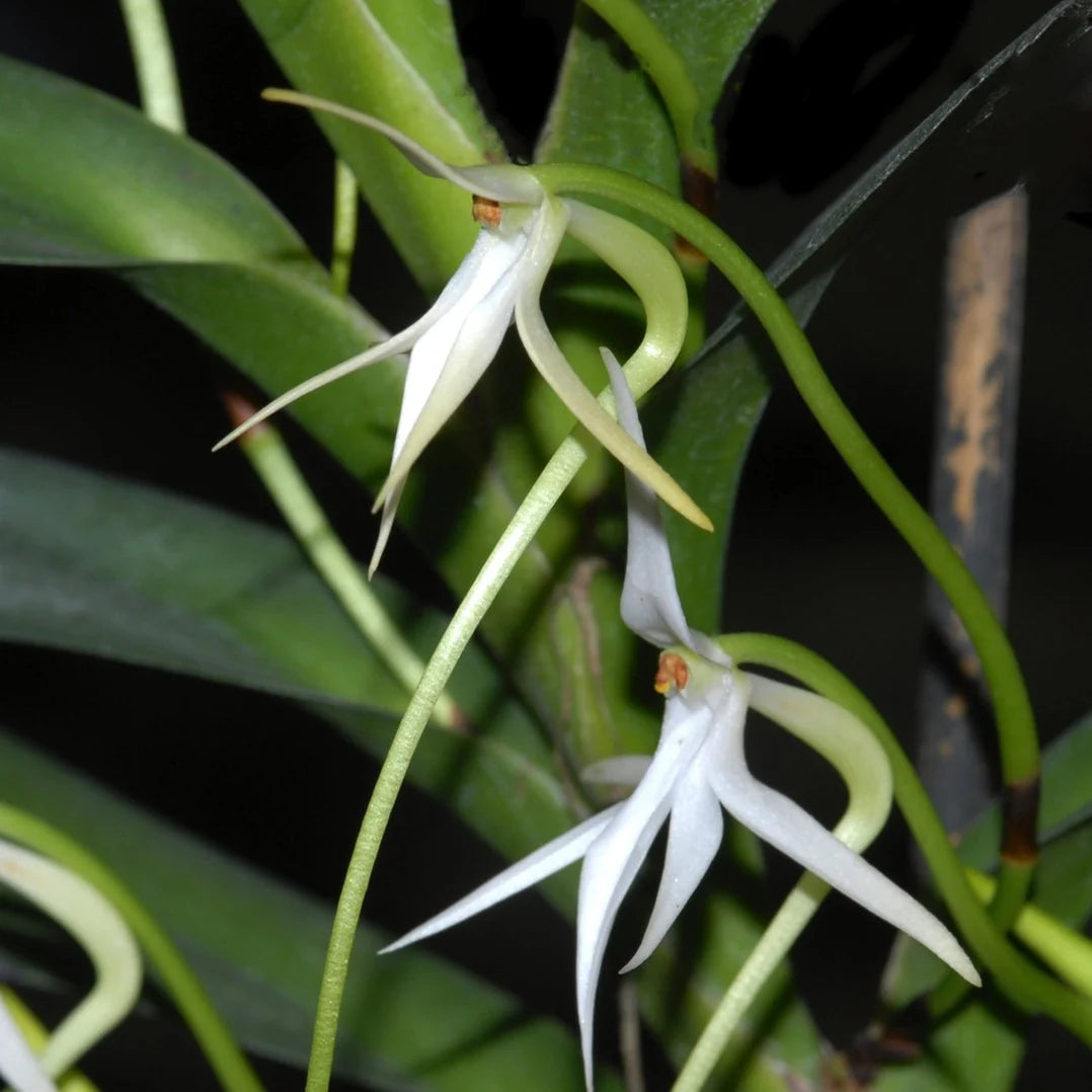 Jumellea arborescens 3in