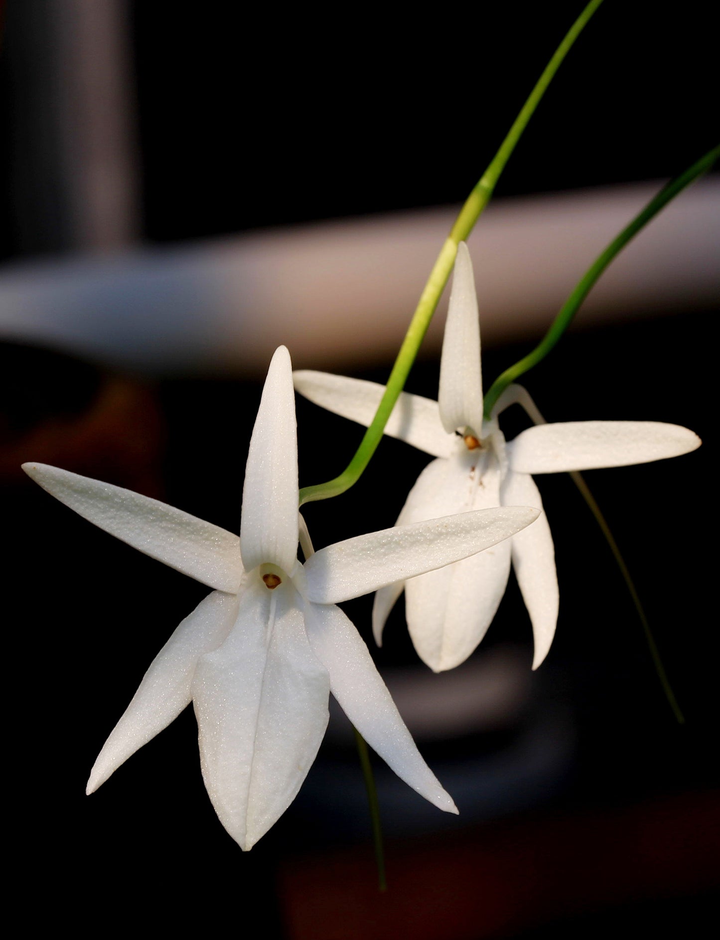 Jumellea arachnantha x sib 3in