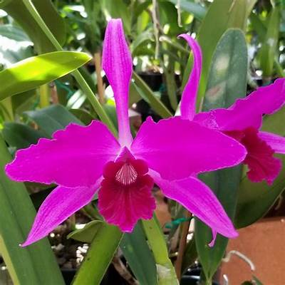 Laelia (Cattleya) purpurata x sib ('Raspberry' x 'Double Flame') 5in