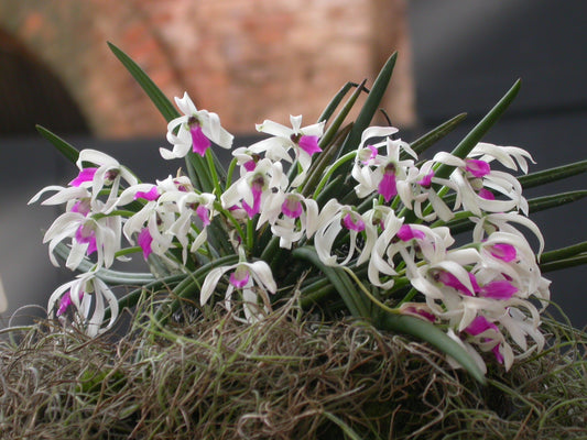 Leptotes bicolor 4N (division)