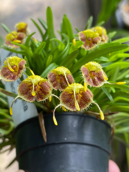 Masdevallia erinacea 2in