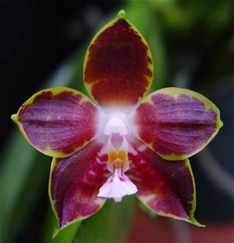 Phalaenopsis venosa ‘Red’ 3in
