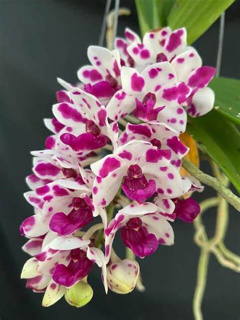 Rhynchostylis gigantea 'Cartoon' x 'Red Spot' 4in