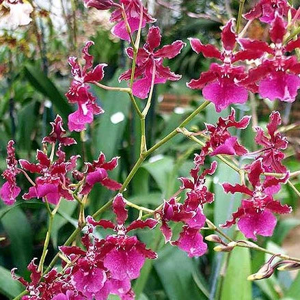 Oncidium Sharry Baby 'Red Fantasy' 4in