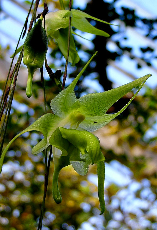 Aeranthes ramosa x sib 3in