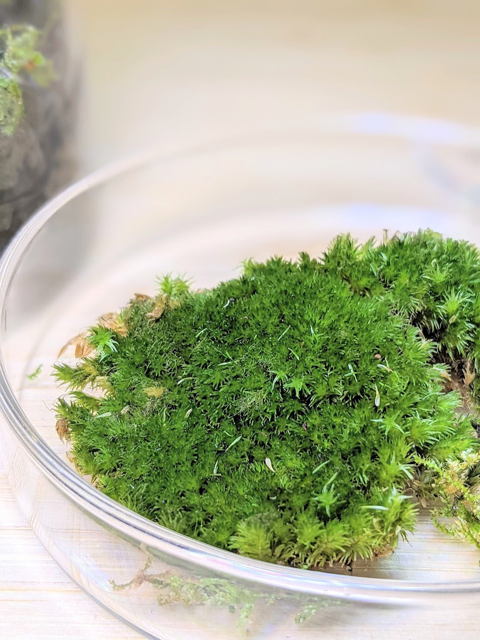 Mossarium Workshop Part 1 (with Mizu Mori)