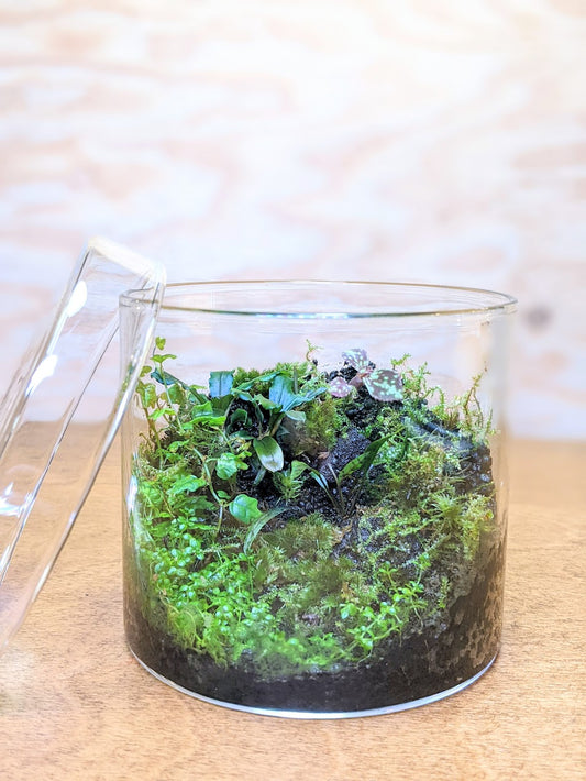 Mossarium Workshop Part 1 (with Mizu Mori)