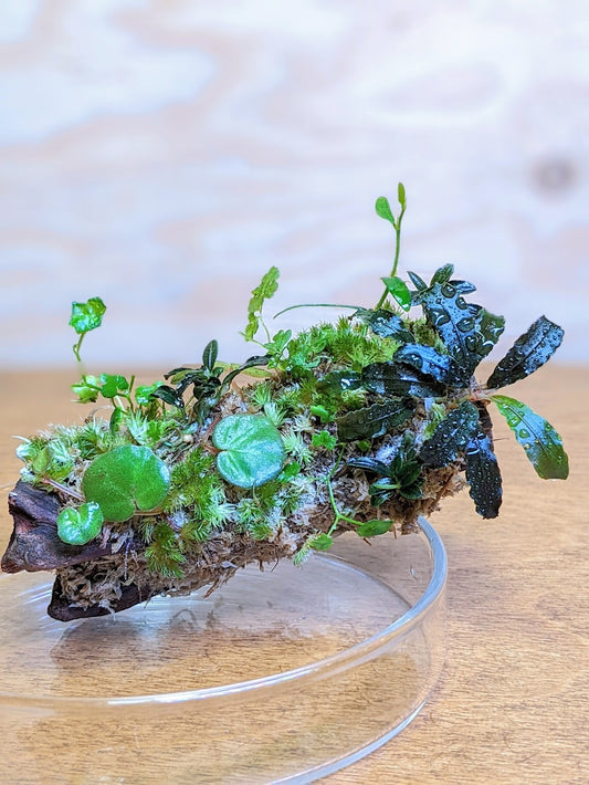 Mossarium Workshop Part 2 (with Mizu Mori)