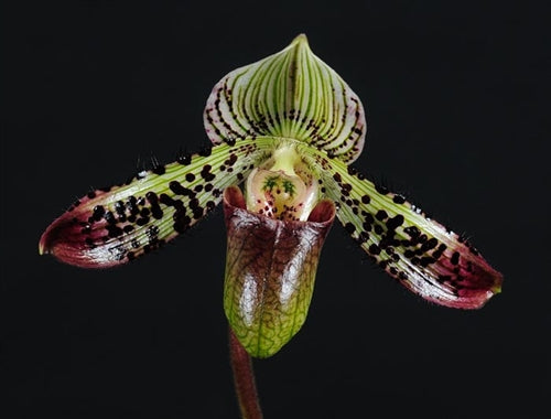 Paphiopedilum argus 4in