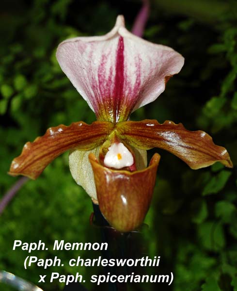 Paphiopedilum Memnon (charlesworthii x spicerianum) 2in