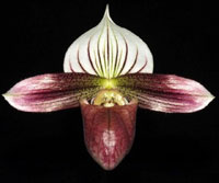Paphiopedilum Barbato-Purpuratum (barbatum x purpuratum) 3in