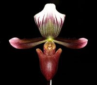 Paphiopedilum Barbato-Purpuratum (barbatum x purpuratum) 2in