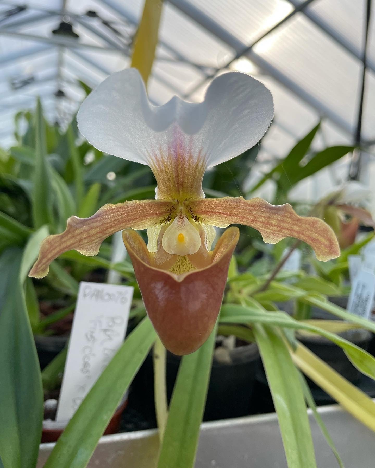 Paph Little Trouble (barbigerum ‘China Doll’ JC/AOS x charlesworthii alba) 3in