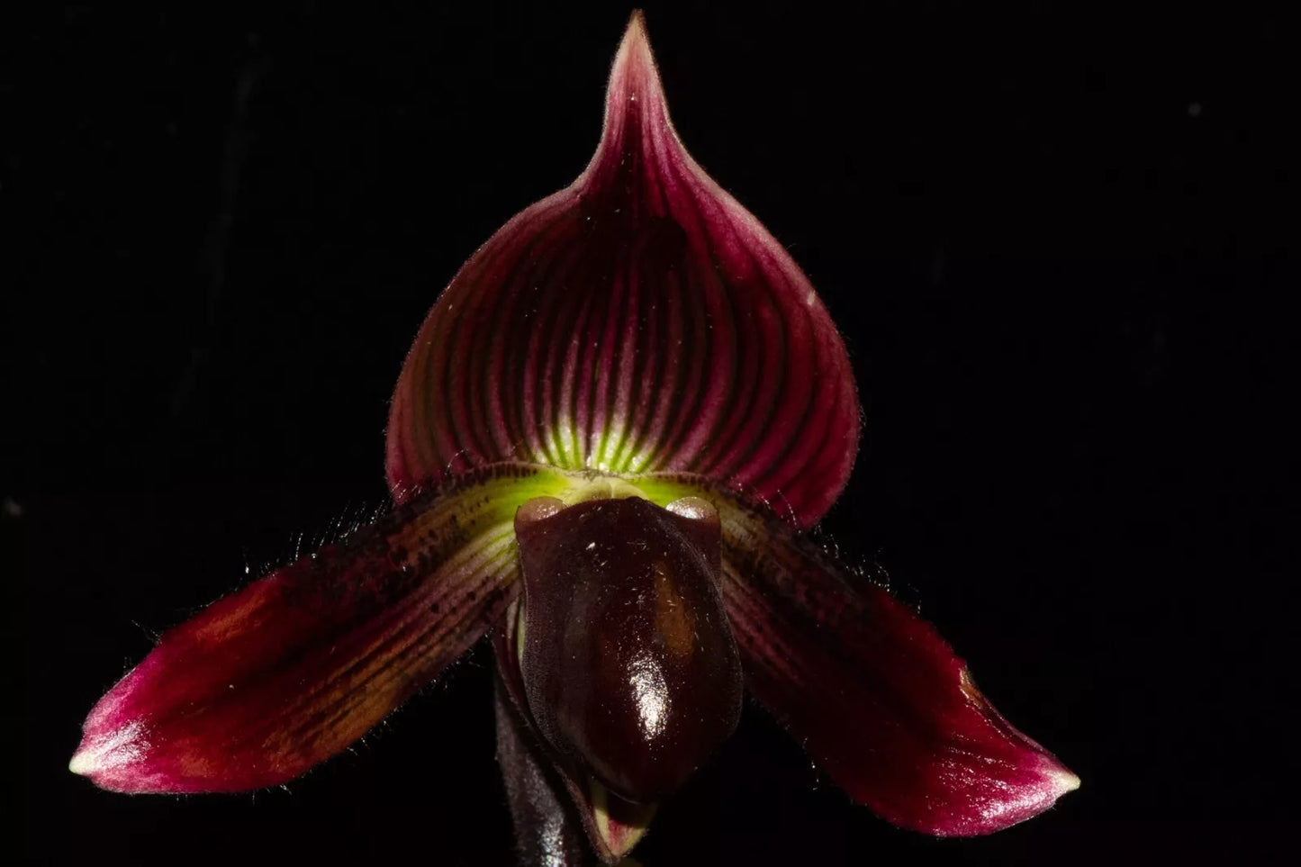 Paphiopedilum QF Babylon #1 (urbanianum x QF Voodoo) 3in