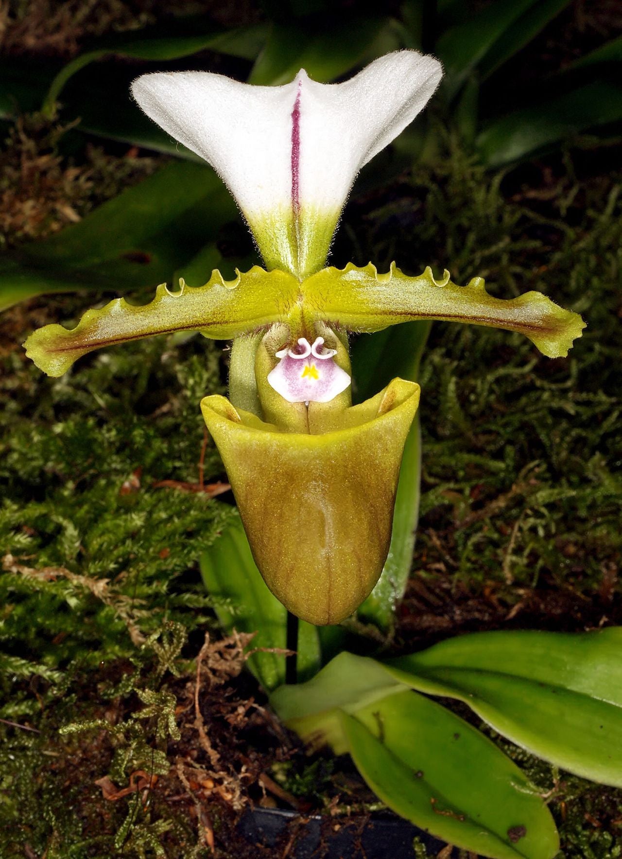 Paphiopedilum spicerianum 3in