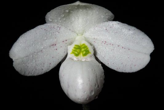 ByPandeKui-PhotobyPrapanthIamwiriyakul_CCBY-SA4.0_https-_commons.wikimedia.org_w_index.php_curid_49869019