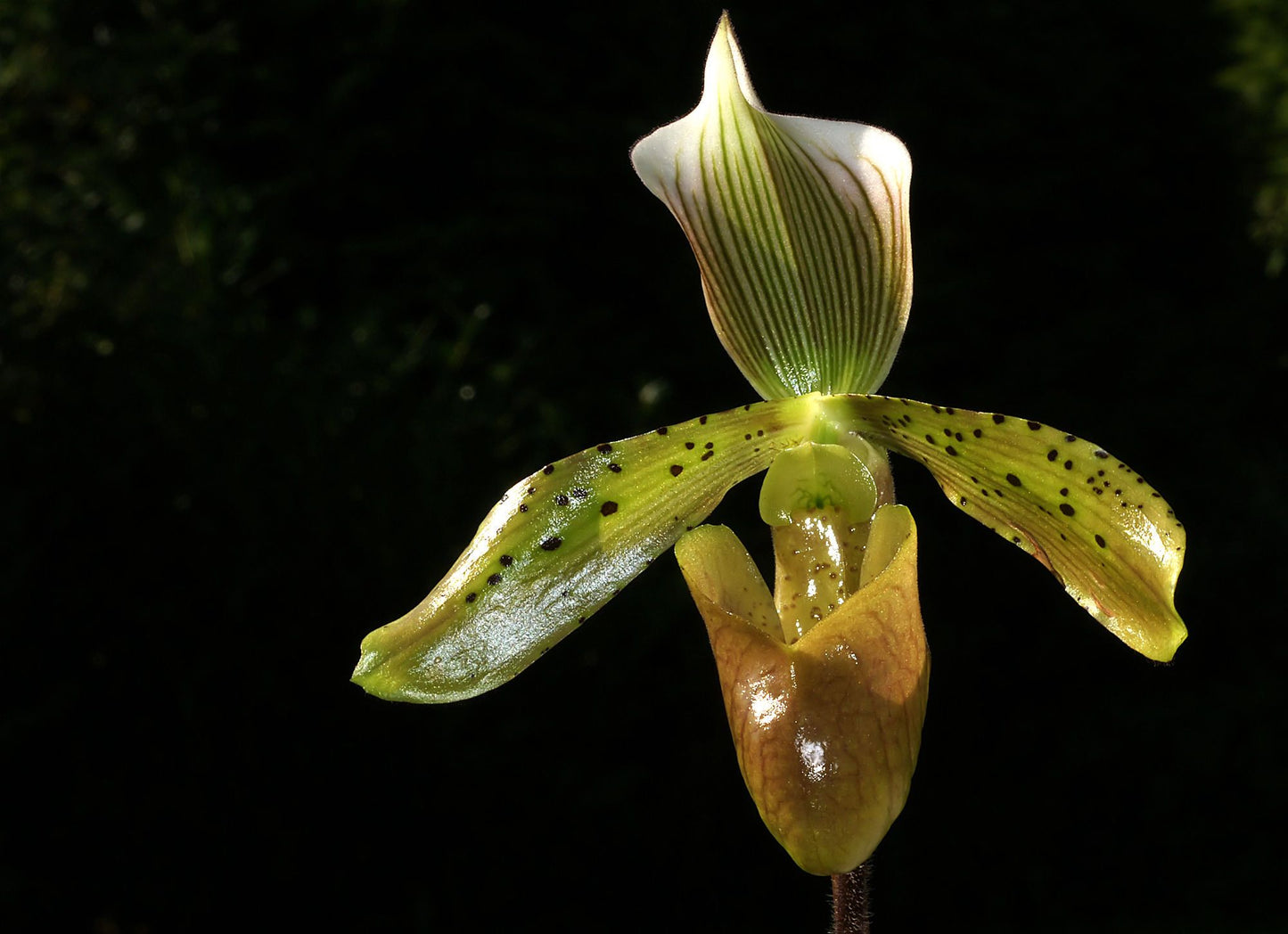 Paphiopedilum tonsum 'Mini Dark' x self 3in