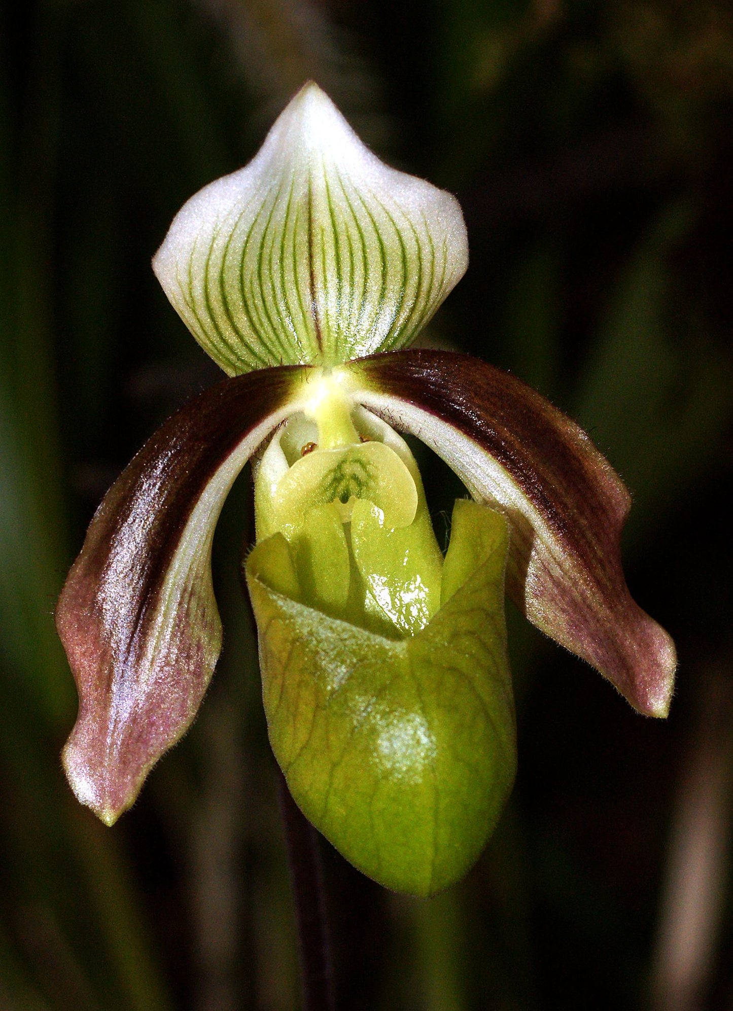 Paphiopedilum violascens x sib 3in