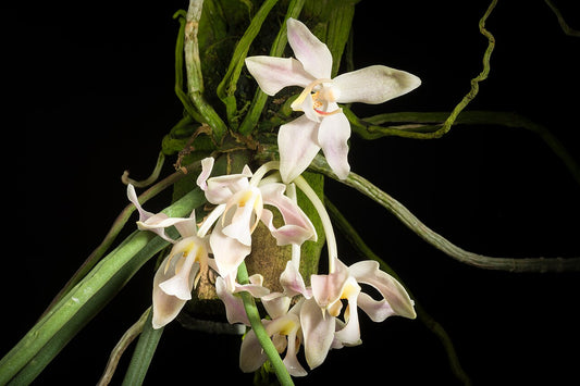 Paraphalaenopsis laycockii x sib 3in