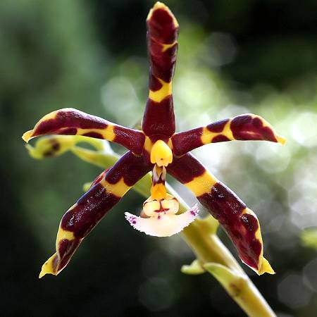 Phalaenopsis mannii x sib 3in