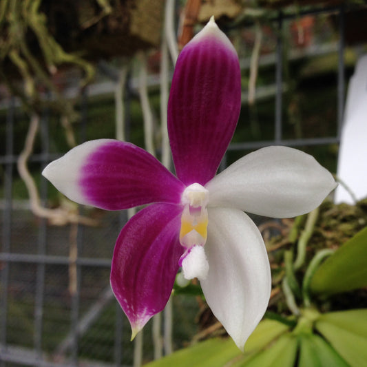 Phal. tetraspis x self 4in