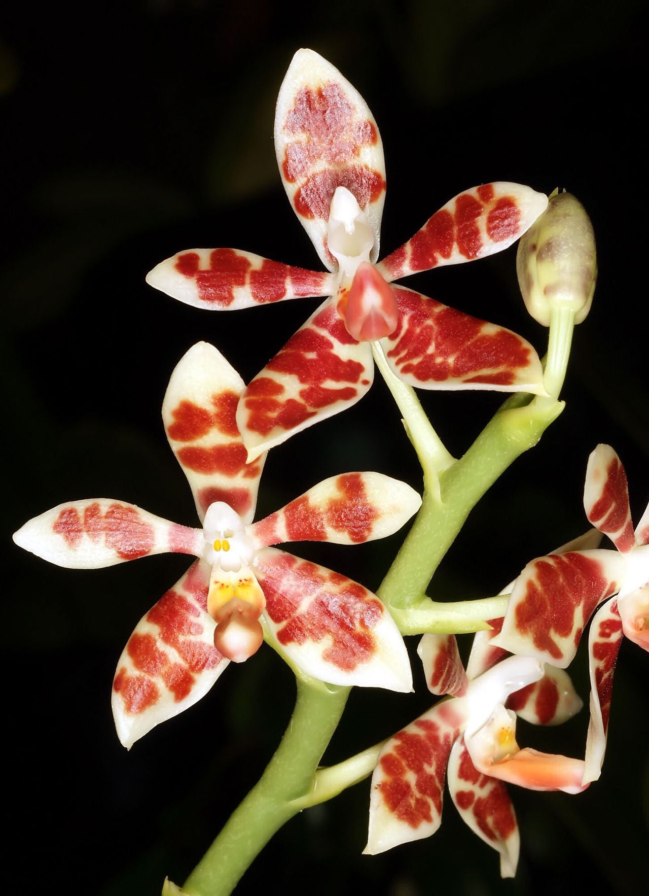 Phal. maculata 4in