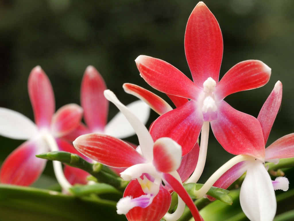 Phal. tetraspis 'C1' 4in