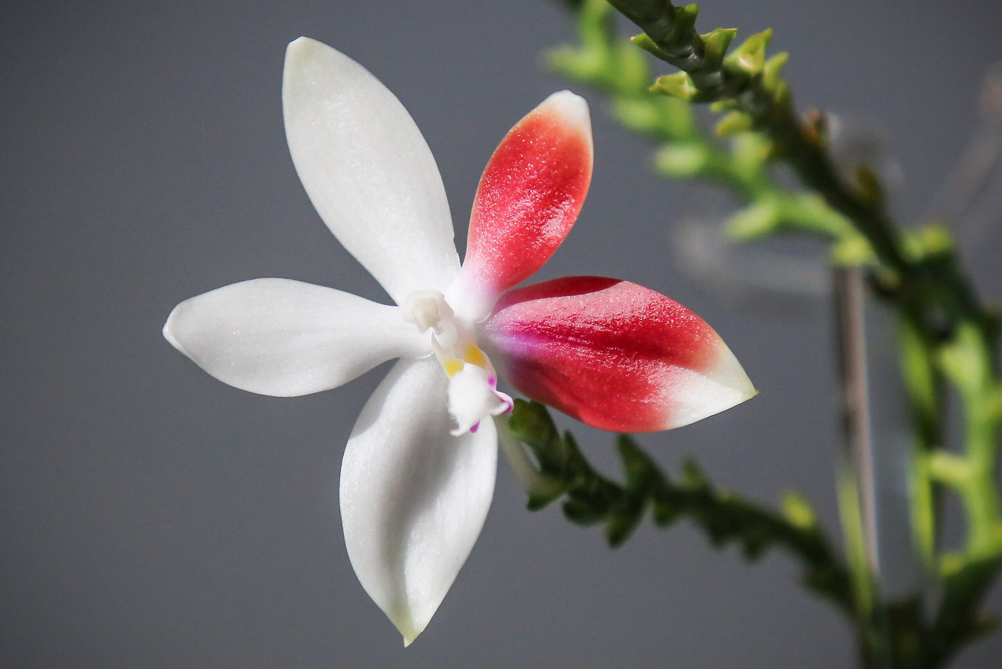 Phal. tetraspis 'C1' 4in