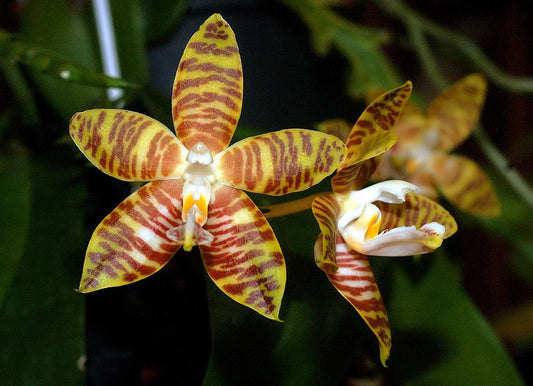 Phalaenopsis amboinensis x sib 3in